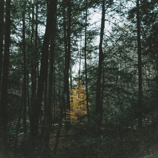 Domy Castellano - Among the Trees