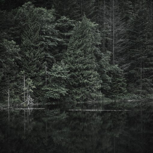 Domy Castellano - Forest Chants
