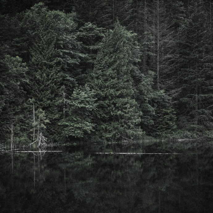 Domy Castellano - Forest Chants