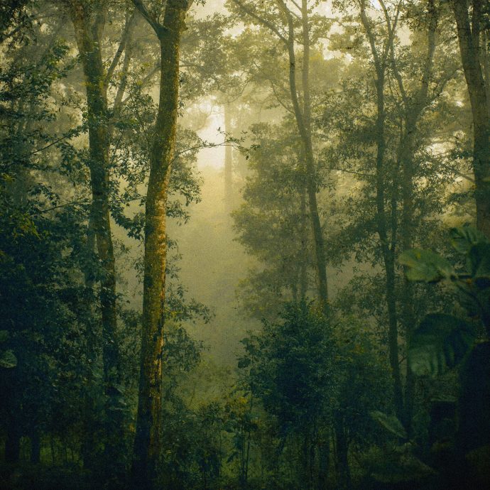 Domy Castellano - The Grove
