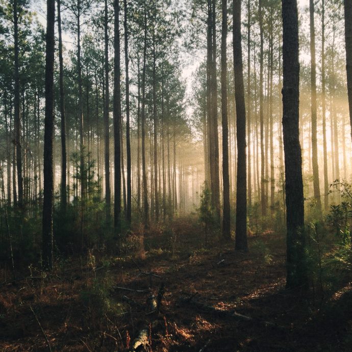 Human Is Alive - Heart of the Forest